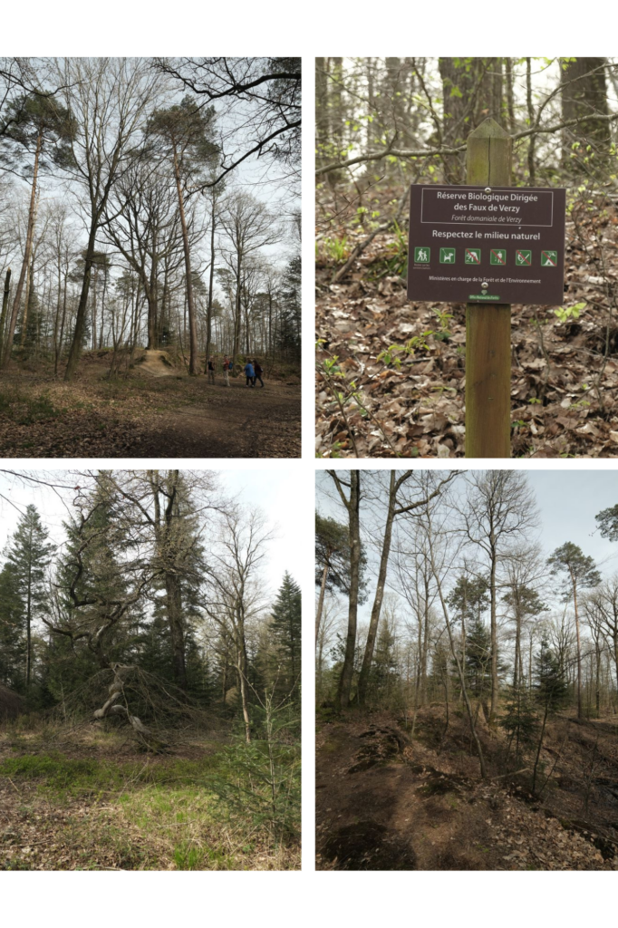 Forêt des Faux de Verzy