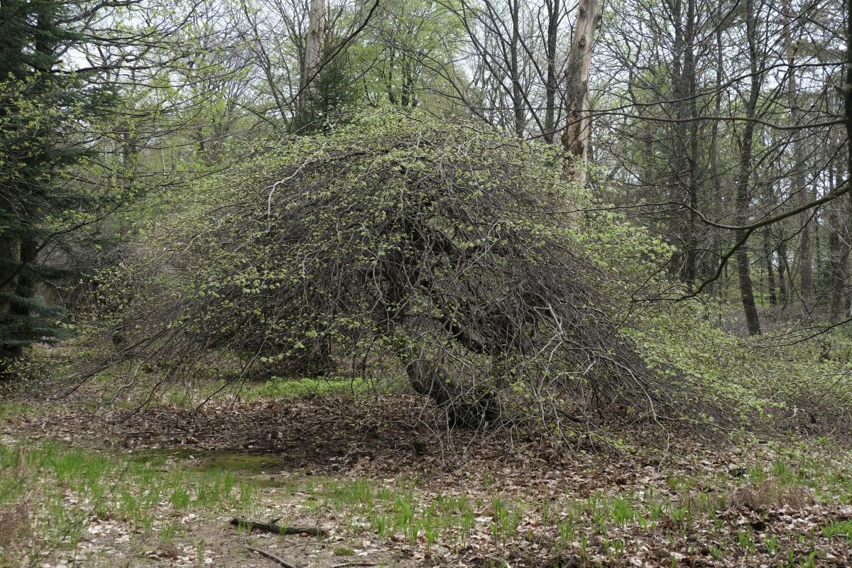 Faux de Verzy au printemps