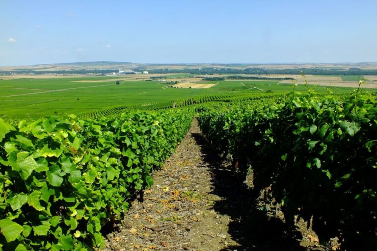 Panorama sur le vignoble depuis le phare de Verzenay
