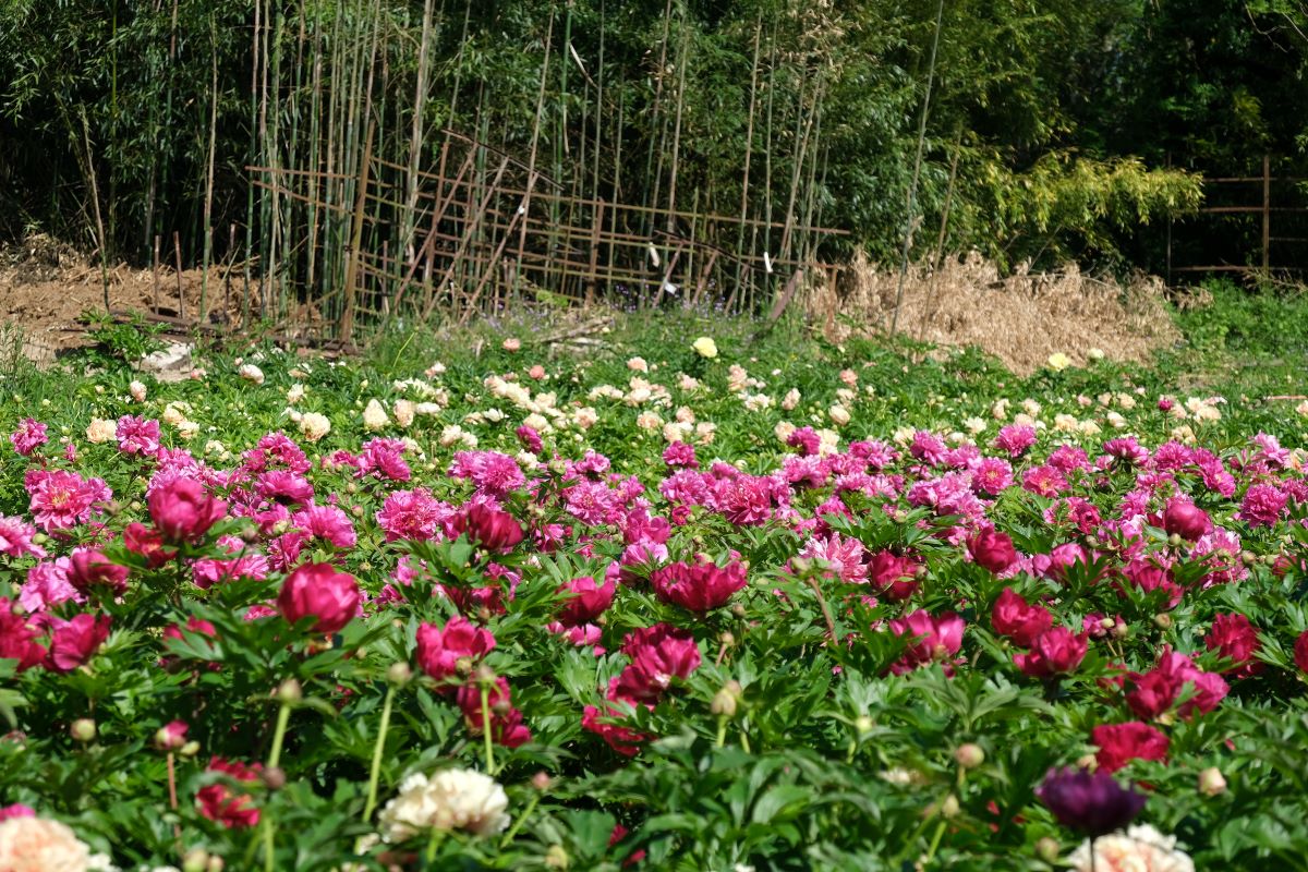 Lire la suite à propos de l’article Le jardin du moulin de Thonnance, paradis des pivoines