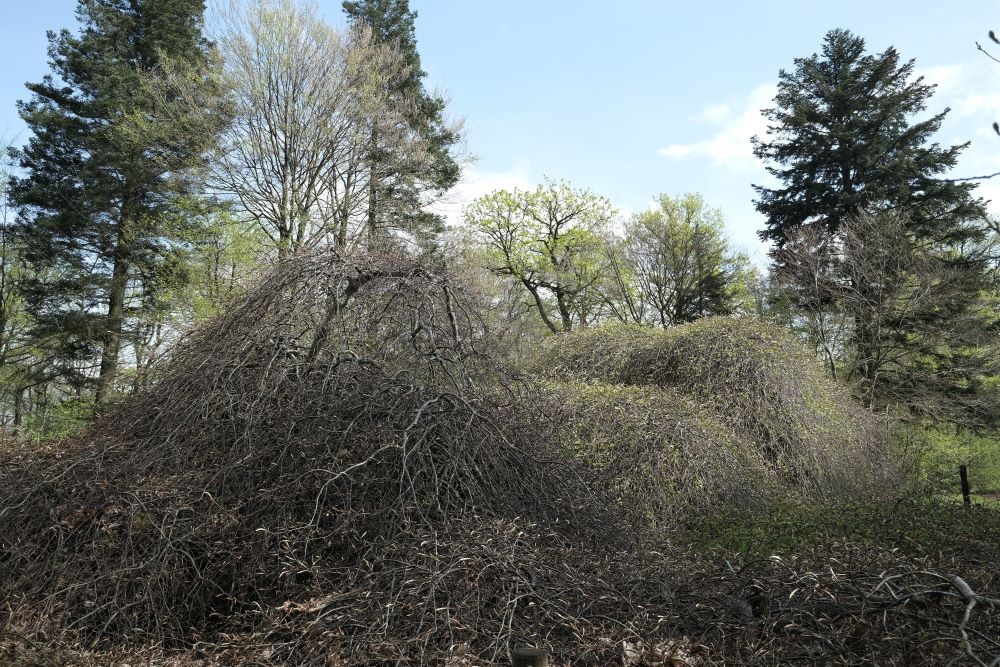 Faux de Verzy au printemps. 