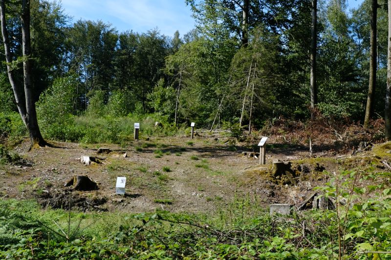 Les restes du cimetière provisoire du ravin du génie