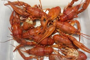 Lire la suite à propos de l’article Ecrevisses au gris de Toul