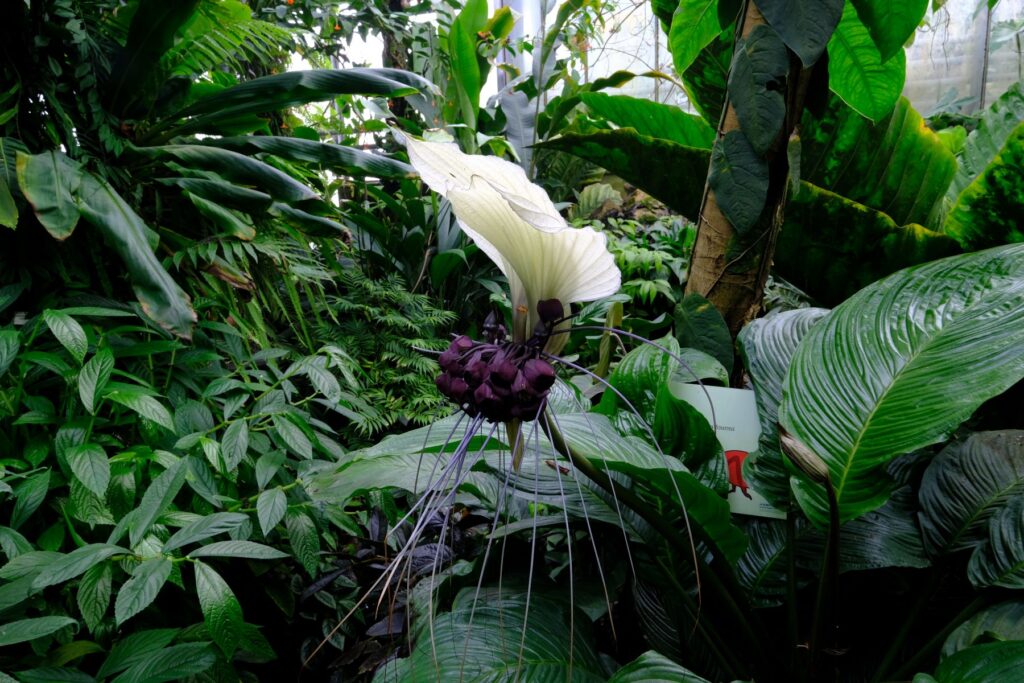 Serres tropicales du jardin botanique JM Pelt