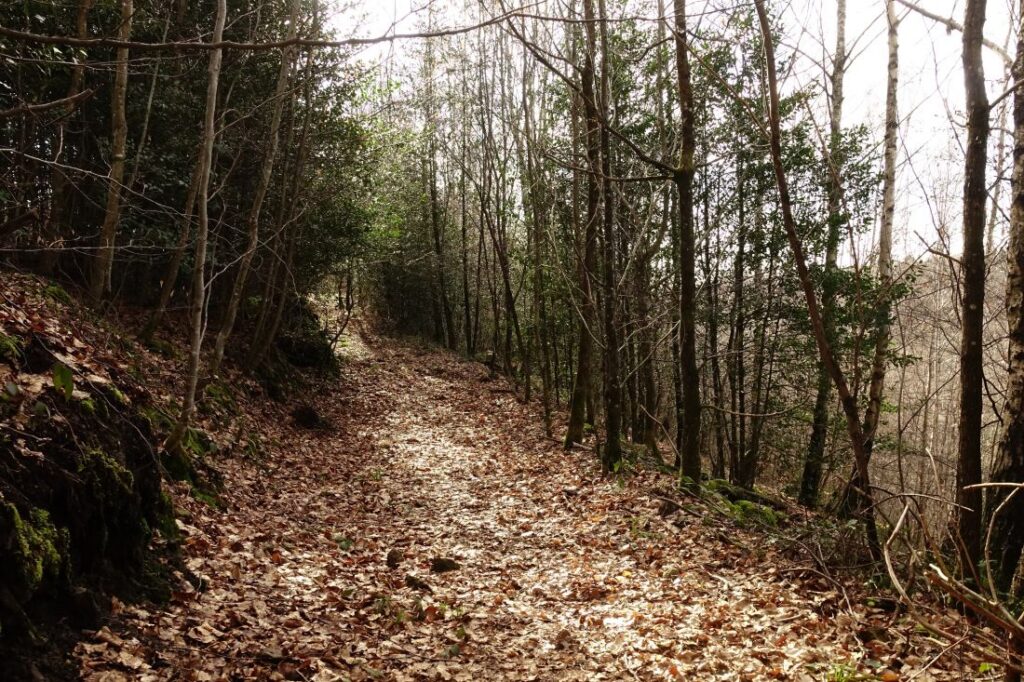 Boucle de l'abbaye de Beaulieu en Argonne