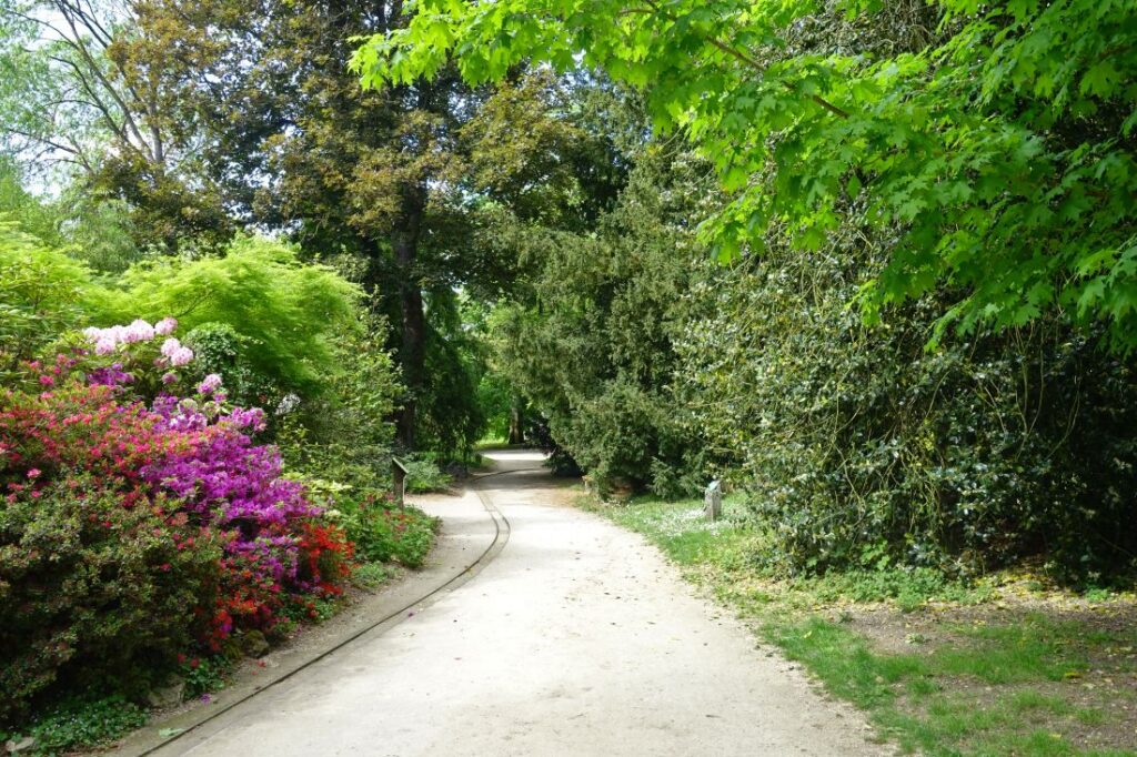 L'allée bordée de rhododendrons multicolores