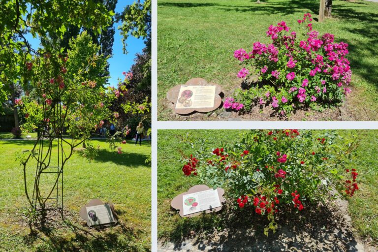 Les rosiers mémoriels du parc Japiot