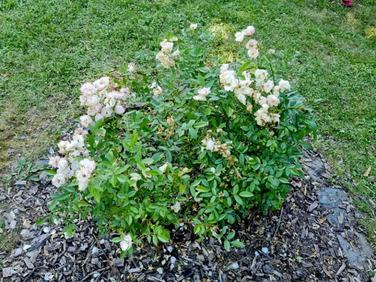 Rosier Siegesperle allée des rosiers mémoriels parc Japiot Verdun