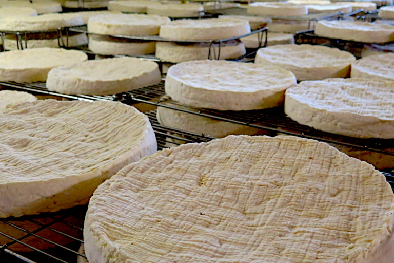 brie de Meuse en cave d'affinage
